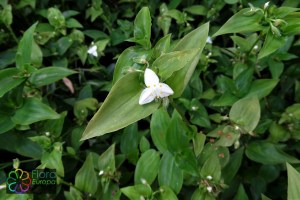 Tradescantia_fluminensis (1)